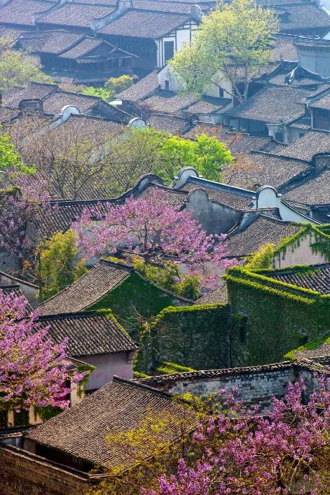 春景
文/袁森林

日暖桃开满路春，村中徒步在清晨。
杜鹃唤得催耕水，柳岸迎来垂