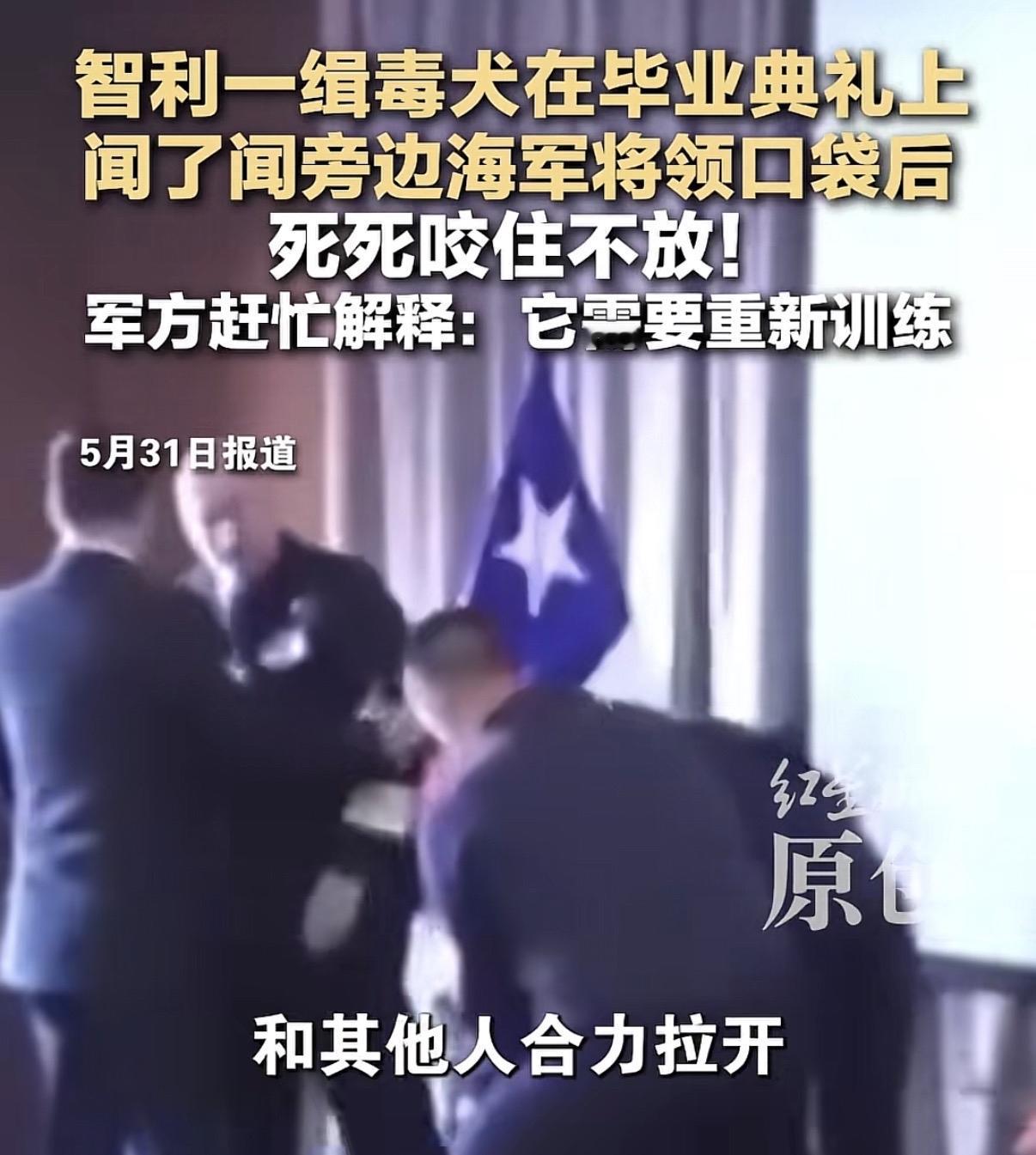 看来缉毒犬也得学学人情世故呀[捂脸]

智利那边，缉毒犬毕业典礼上，突然咬住将军