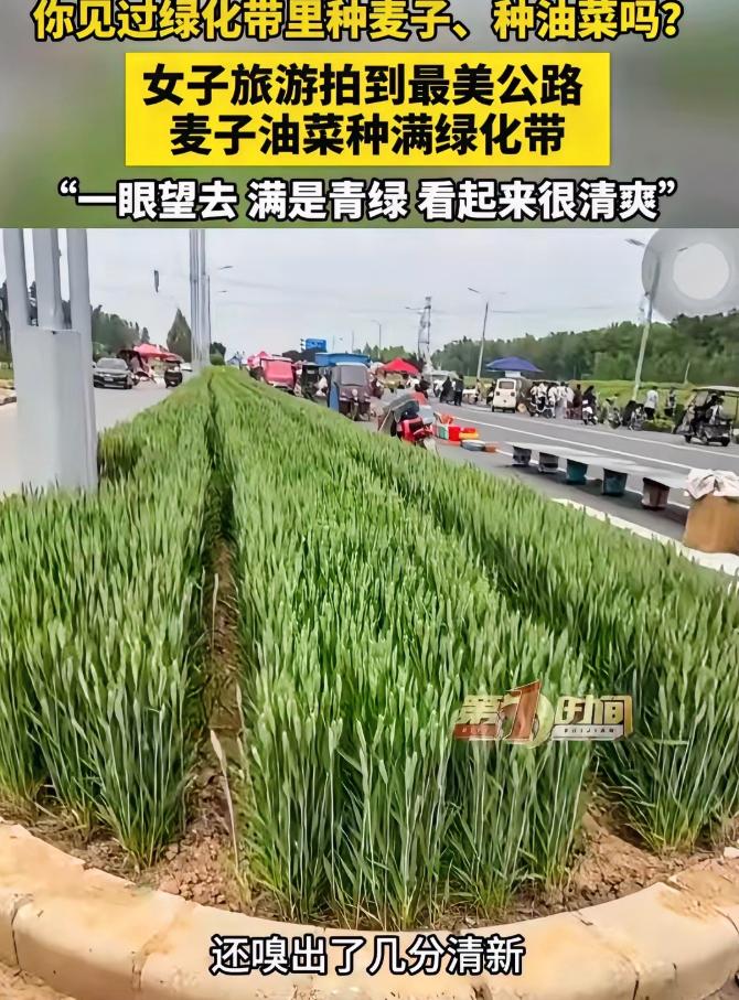 近日，河南安阳，女子走在公路上，突然发现一条绿化带没种花没种草，种的竟然是油菜和