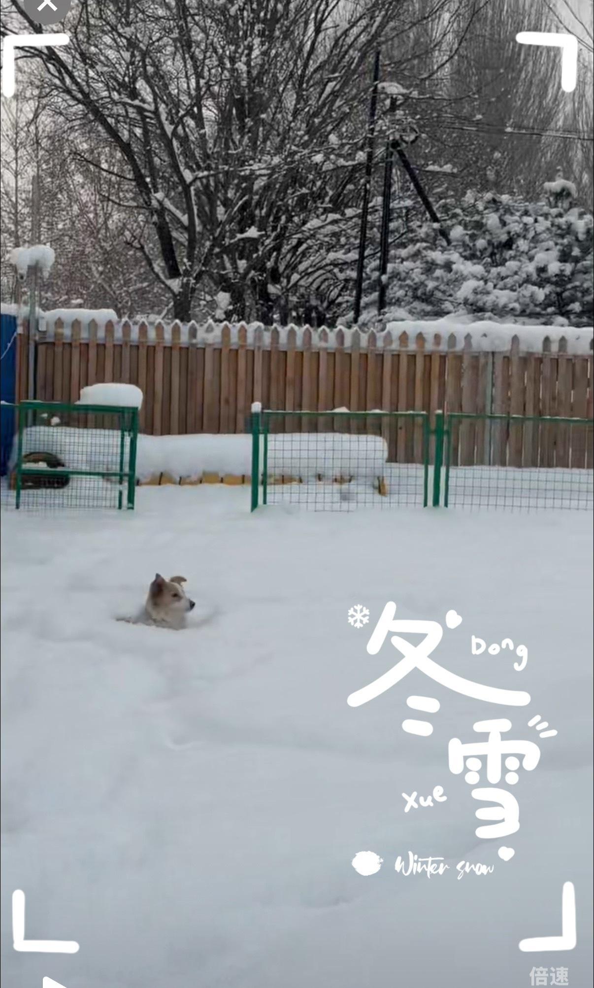 北京鹅毛大雪北京鹅毛大雪 今冬种下一只狗子啦啦啦啦啦，明年是不是可以长出两只pl
