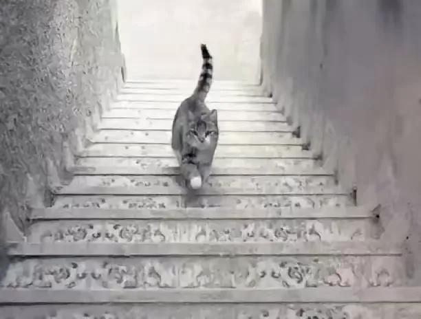 考眼力，小猫在上楼还是下楼？

下图中有一只小猫在楼梯上行走，但你能看出来它究竟