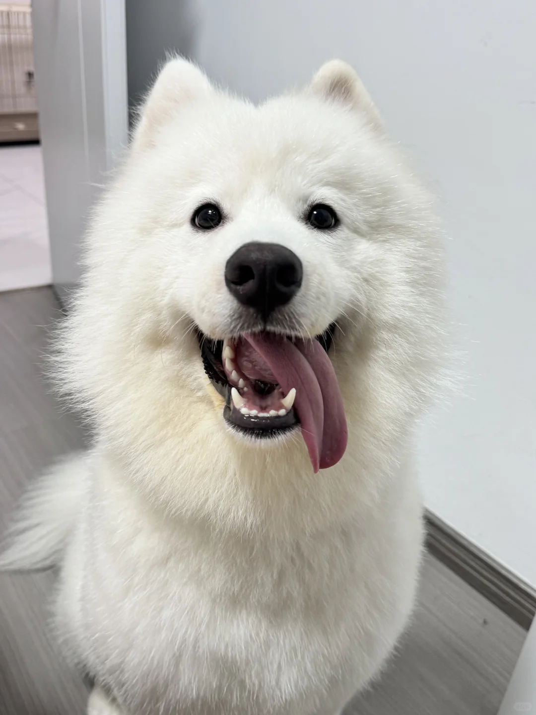 狗狗为什么喜欢歪着舌头阿👅