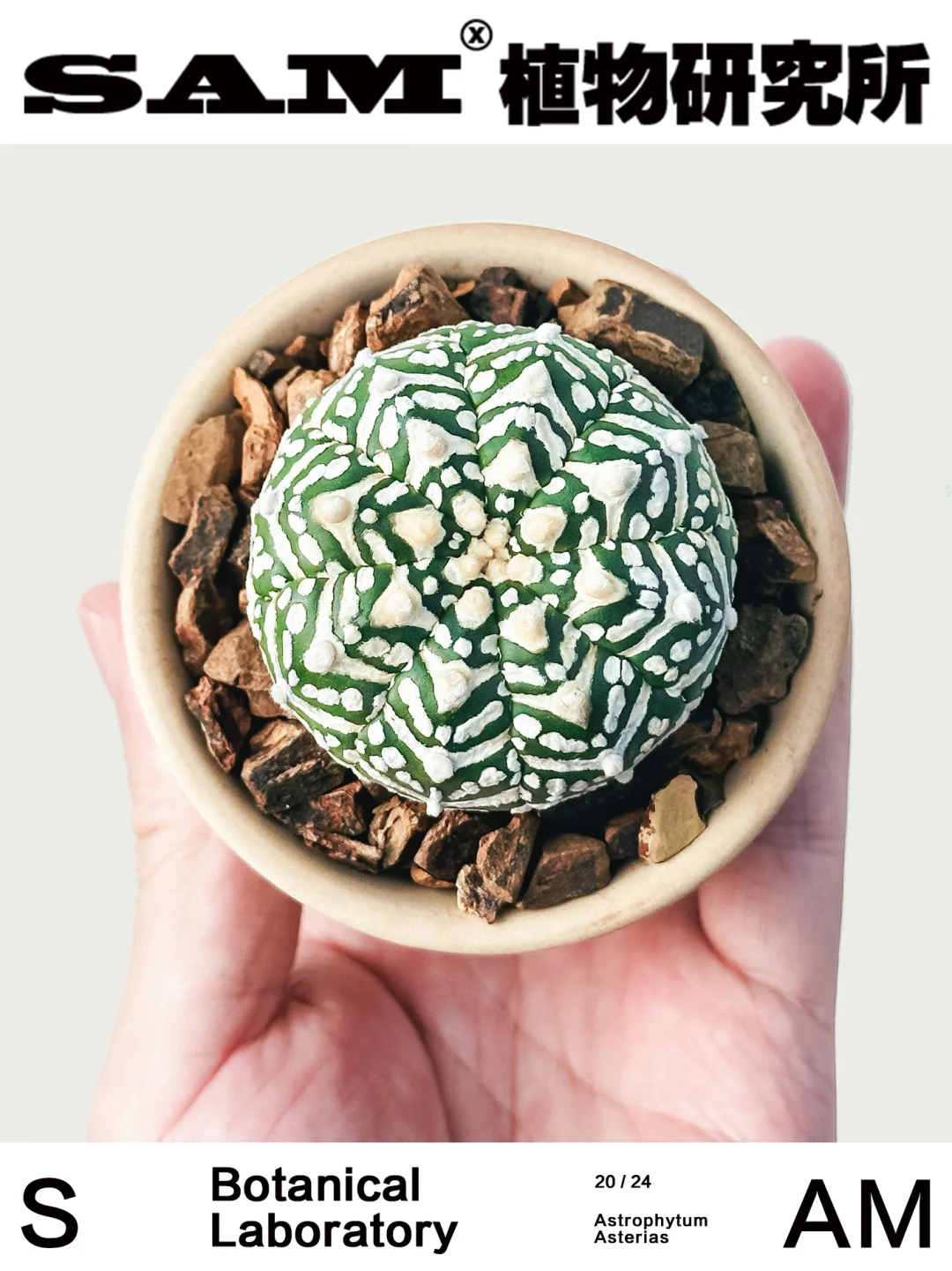 V兜｜Astrophytum Asterias