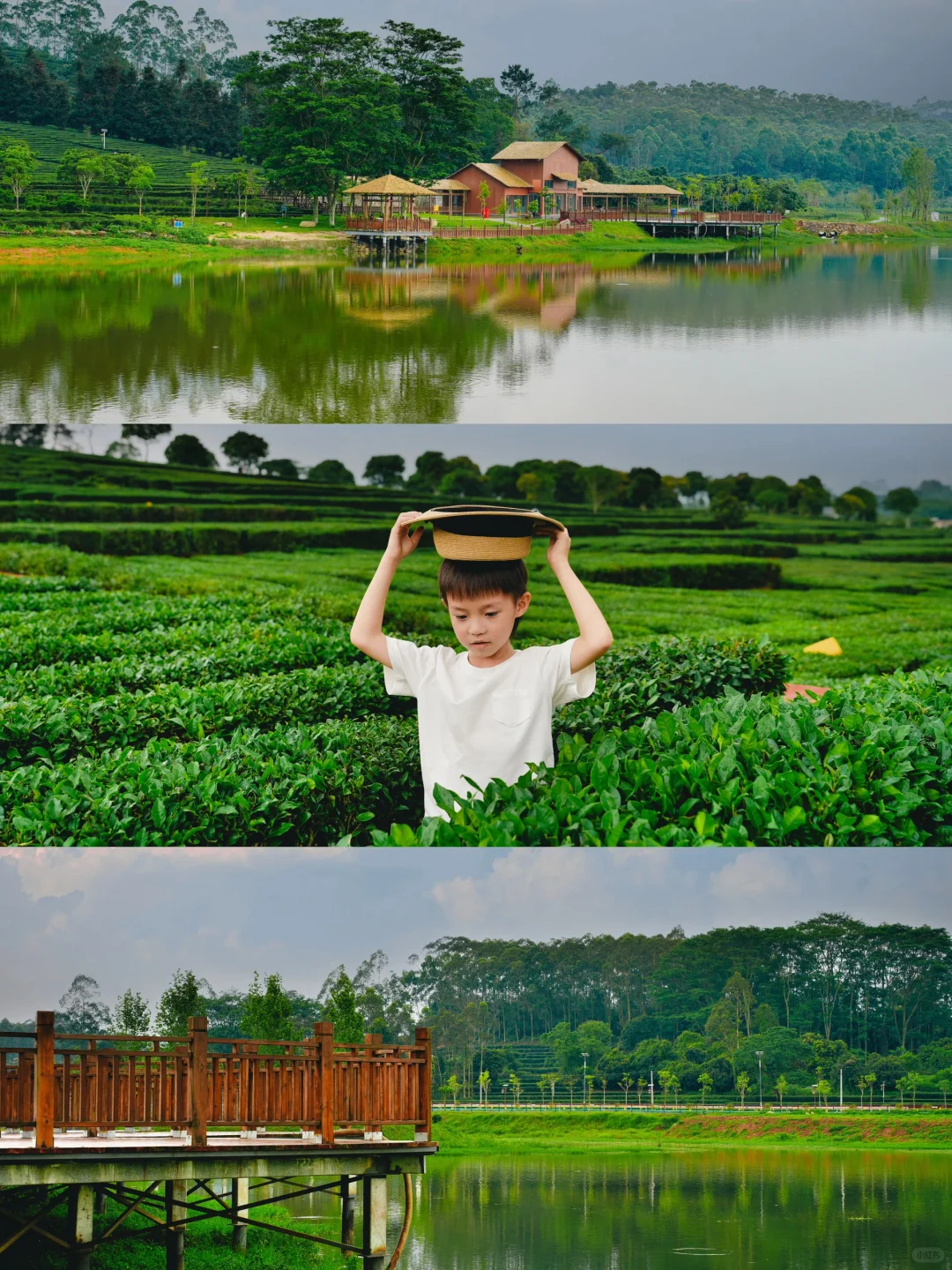假期反向出游‼️惠州柏塘万亩茶园治愈系风景