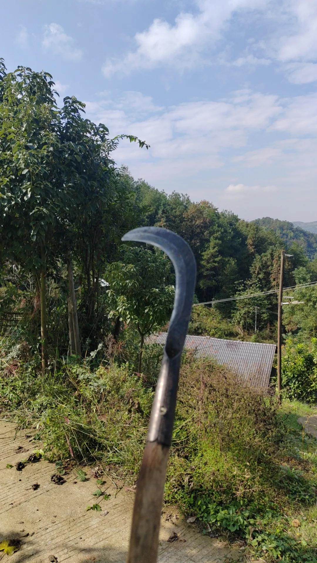 周日，阳光明媚。
提起我锃亮的高尔夫草杆，出门运动运动。
双手握杆，两脚分立，挥