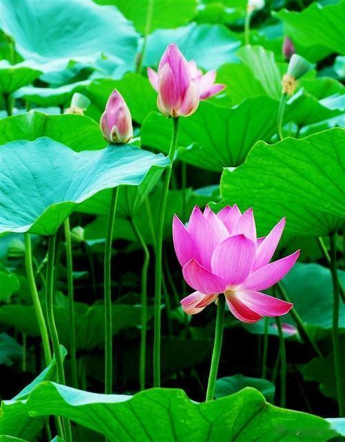 《赏荷》
翠盖凌波映日开，红衣照水净无埃。
游鱼戏叶穿云去，野鹭梳翎踏浪来。
最