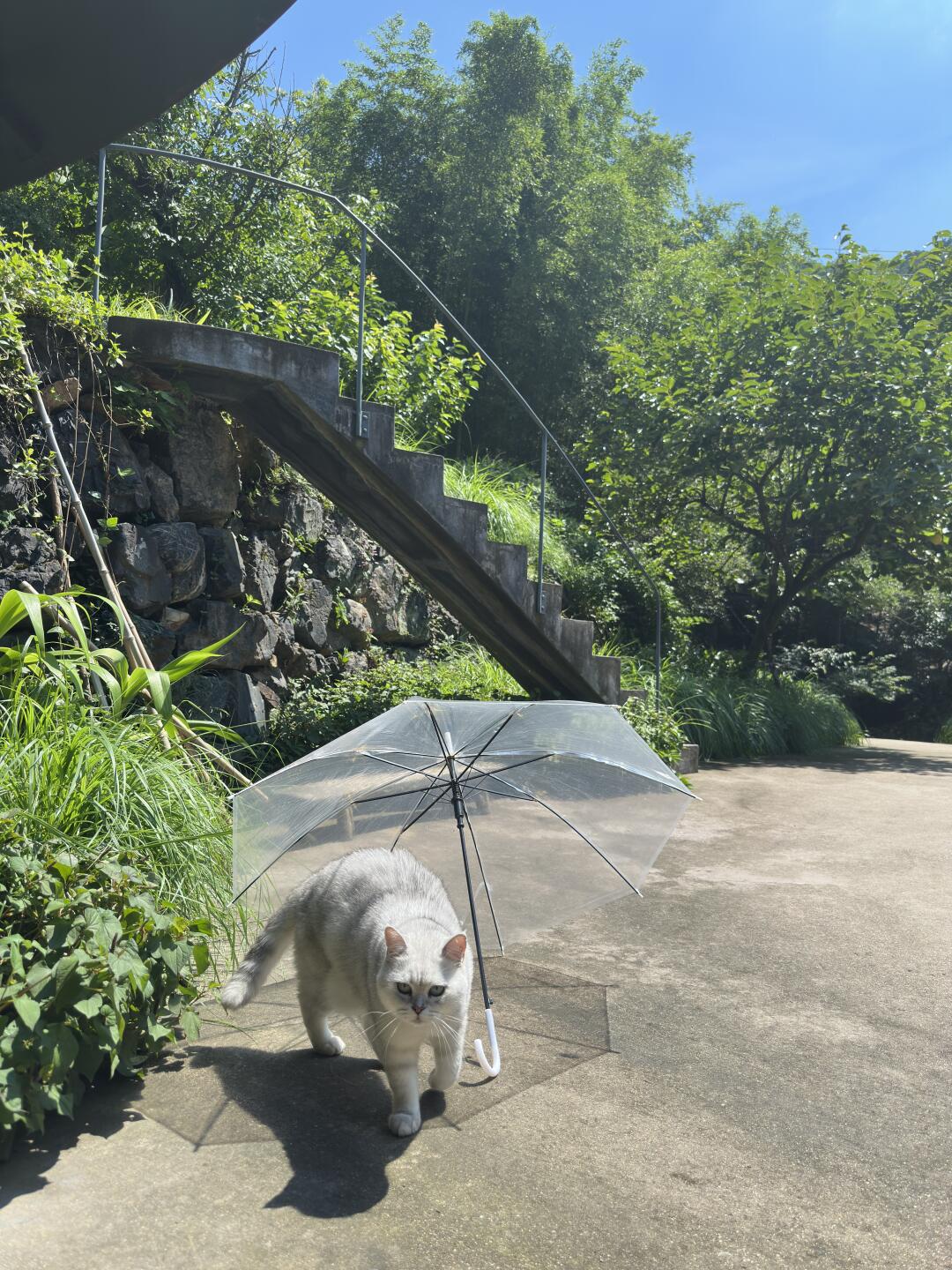 夏天出门小猫咪也要打伞😎