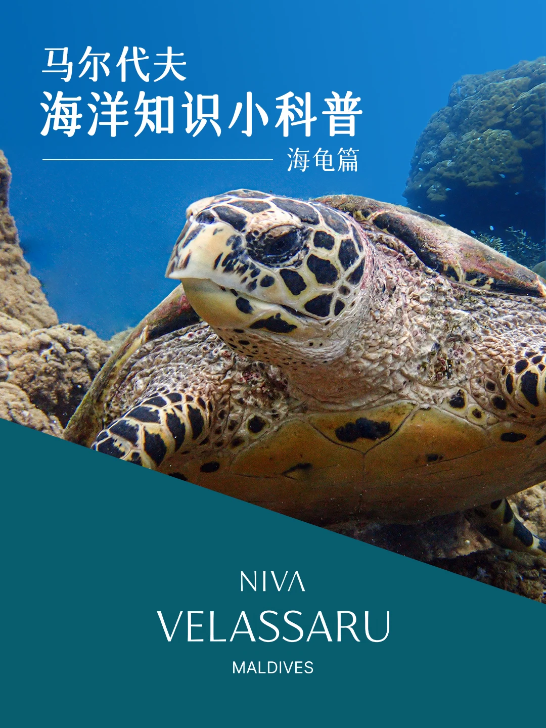 海龟 是这片海最温柔的存在