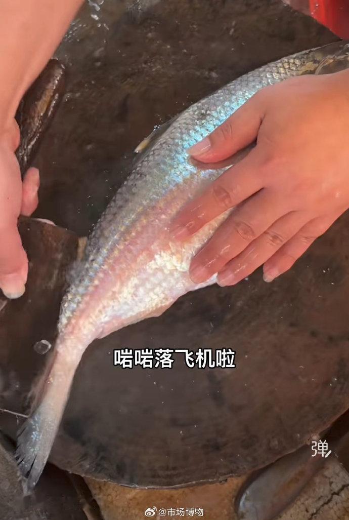 新鲜鲥鱼/三黎，都是坐飞机来的，因为本土鲥鱼已经灭绝，这是东南亚进口的云鲥。食味