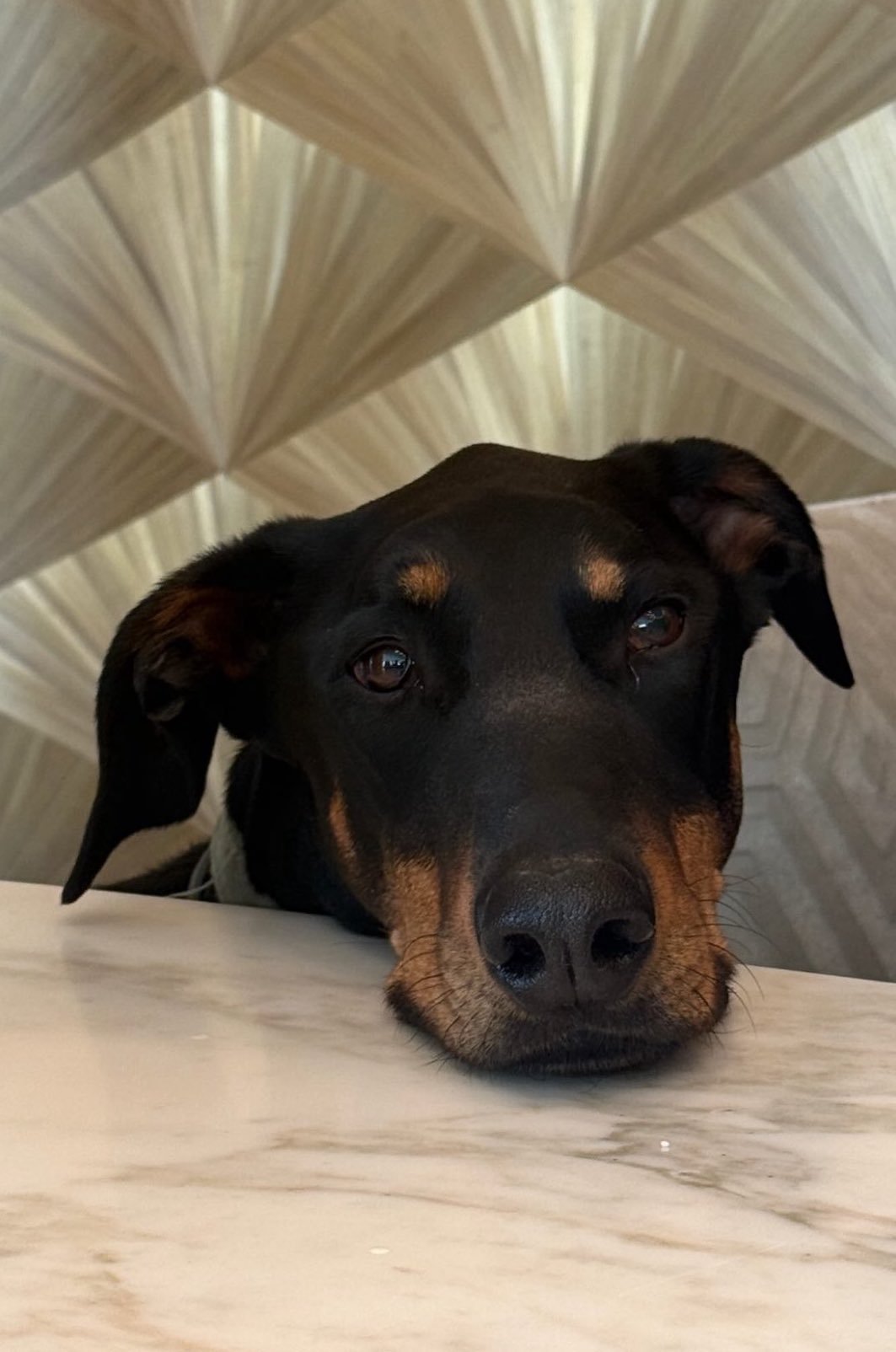 Lisa眼里的love  VS 现实的love哈哈哈哈哈哈哈哈哈哈哈哈哈哈 