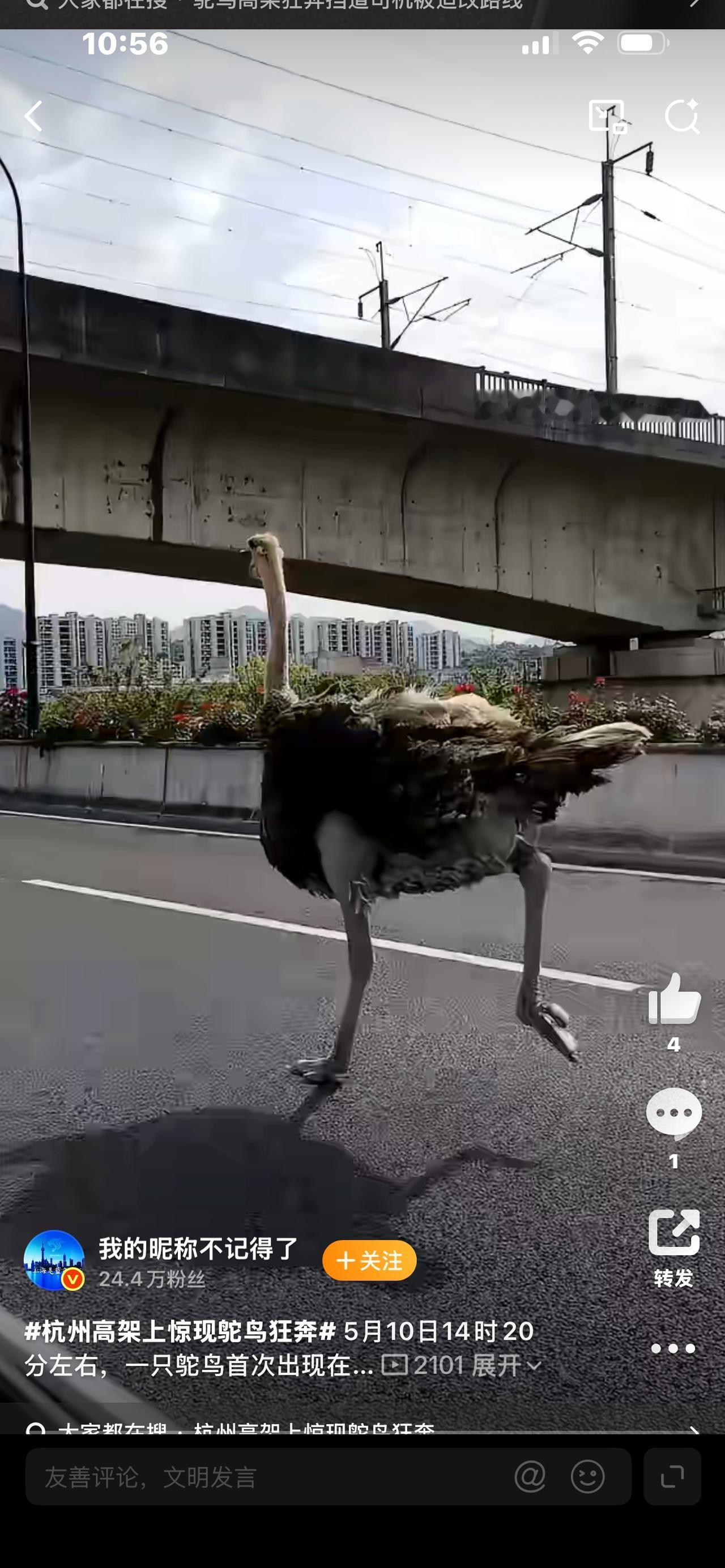 杭州高架惊现鸵鸟狂奔！司机看懵：这是来赶早高峰吗？

家人们，你们敢信？早高峰的