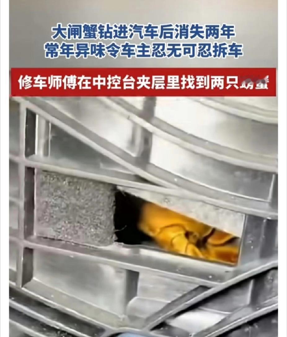 大闸蟹“潜伏”车内两年，这剧情比电影还抓马！

家人们，今天我刷到一个让我惊掉下