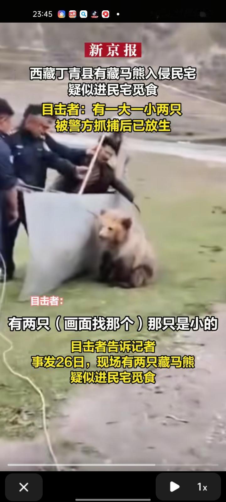 9月27日，昌都市丁青县。网友发视频称，丁青县有藏马熊入侵民宅，疑似进去觅食，民
