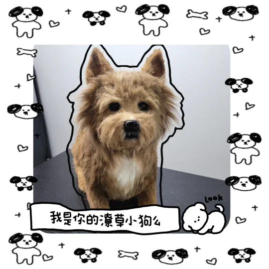 今日份嘟潦草小狗🐕——权拿铁☕️