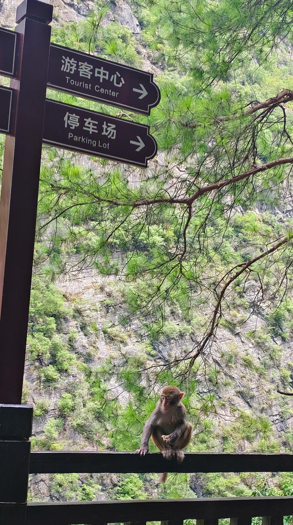 没想到去游览丰都雪玉洞时，会碰见猕猴，这些猴子应该都是长在山里的，它们一点也不怕