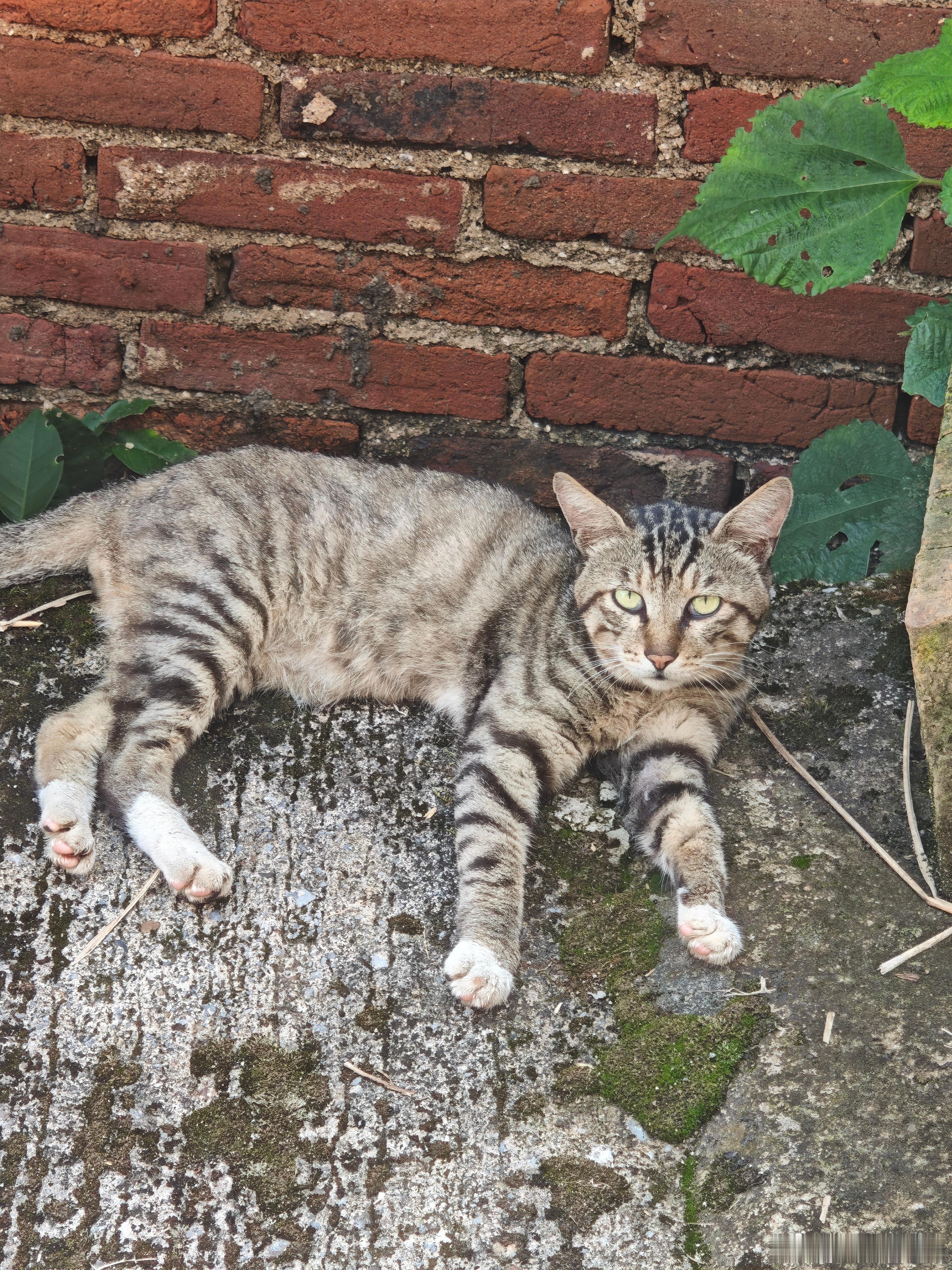 这老猫会享福呀 