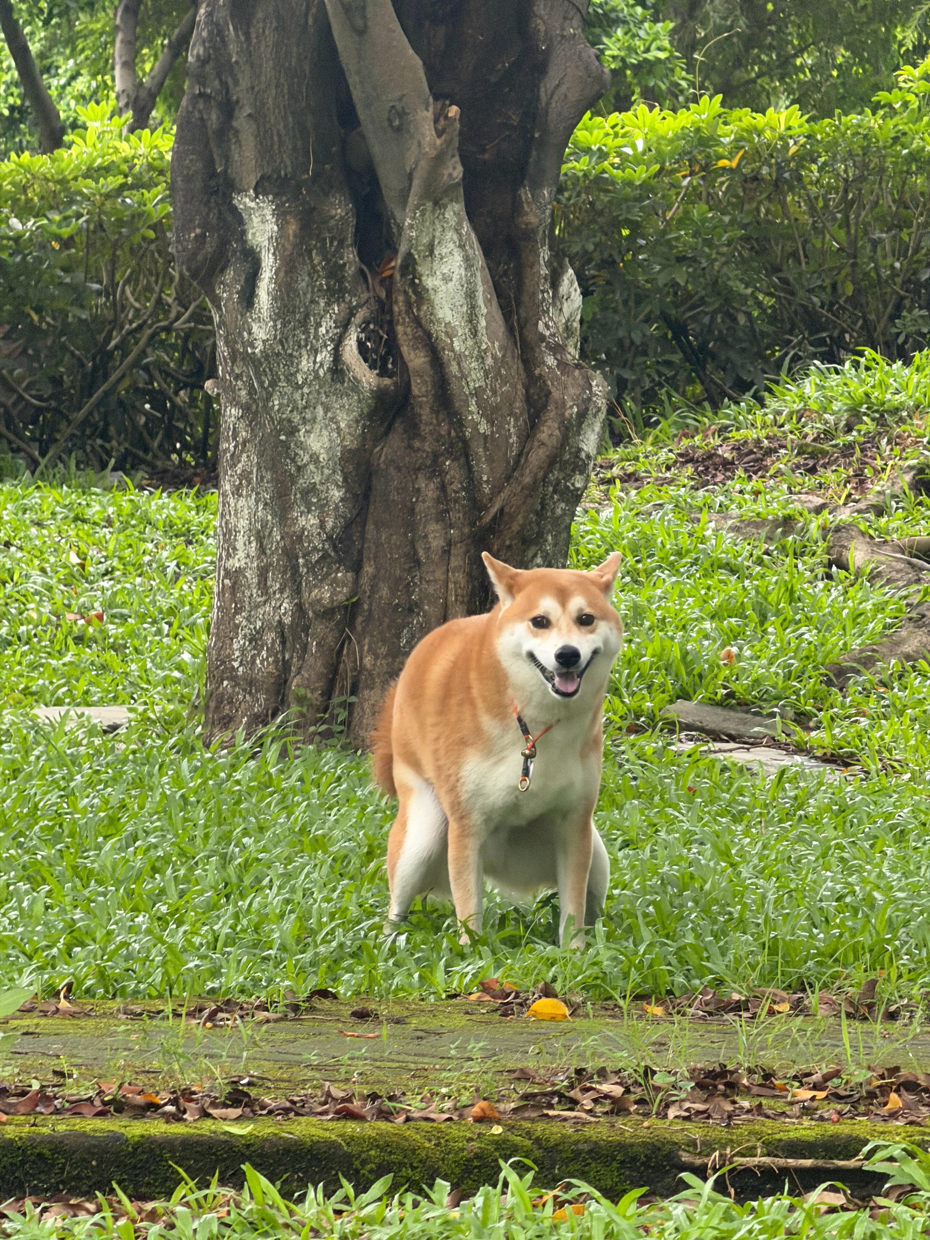 一大早遛狗，打2小时网球还能按时上班[doge] ​​​