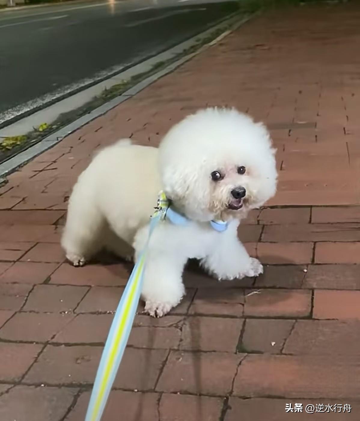 带小狗出去散步，走累了它还不想回去只好把它放那里自己回家，想着主人走了它肯定会跟