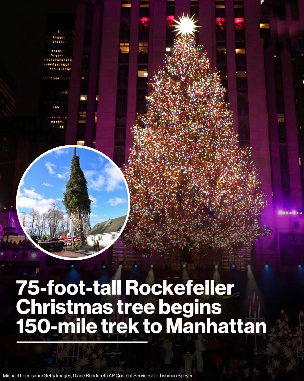 著名的洛克菲勒中心圣诞树正在运往纽约市的途中。

当地时间周四上午，这棵75英尺