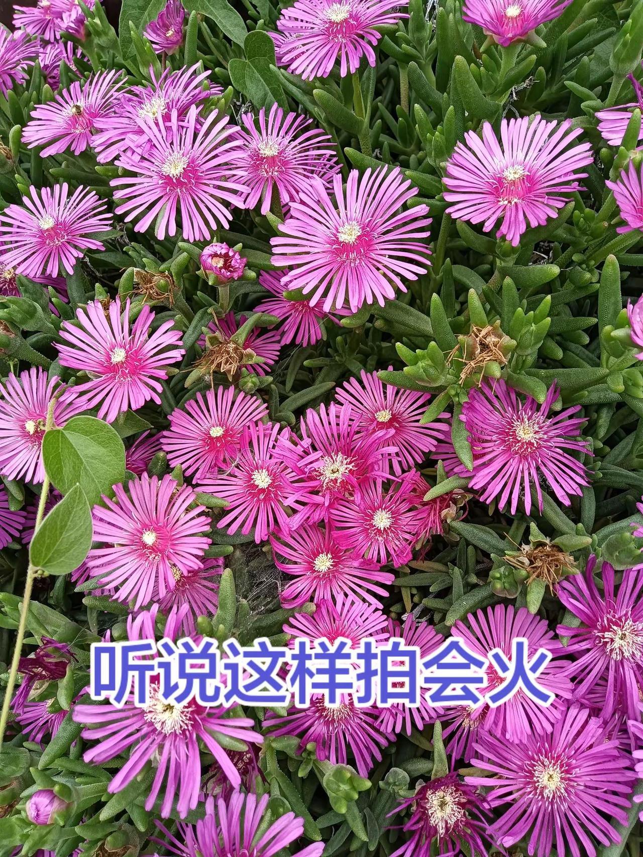 小紫菊 爱拍花花草草