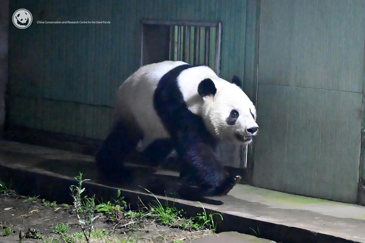 旅日大熊猫——“晓晓”和“雷雷”，在2026 年1月28日平安抵达成都。