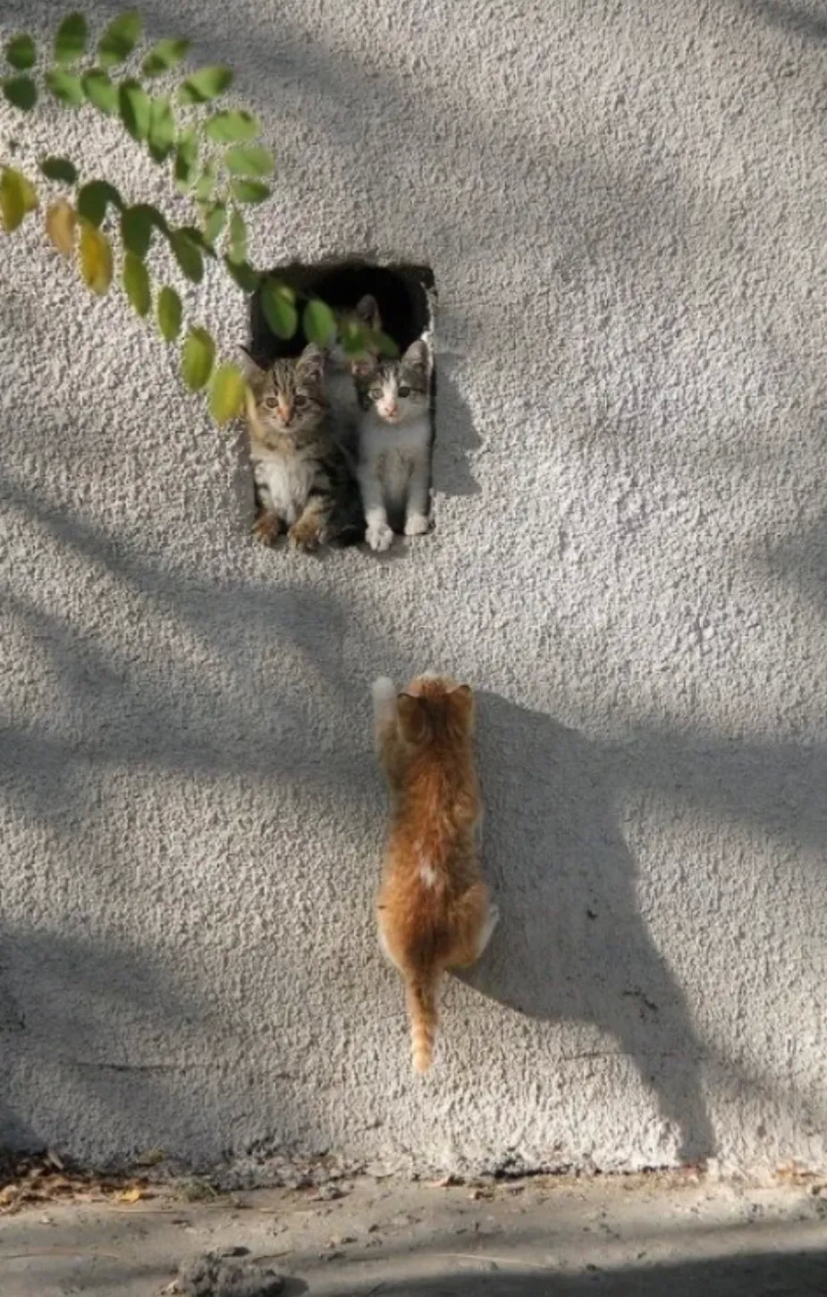 喵咪可爱迷惑日常……