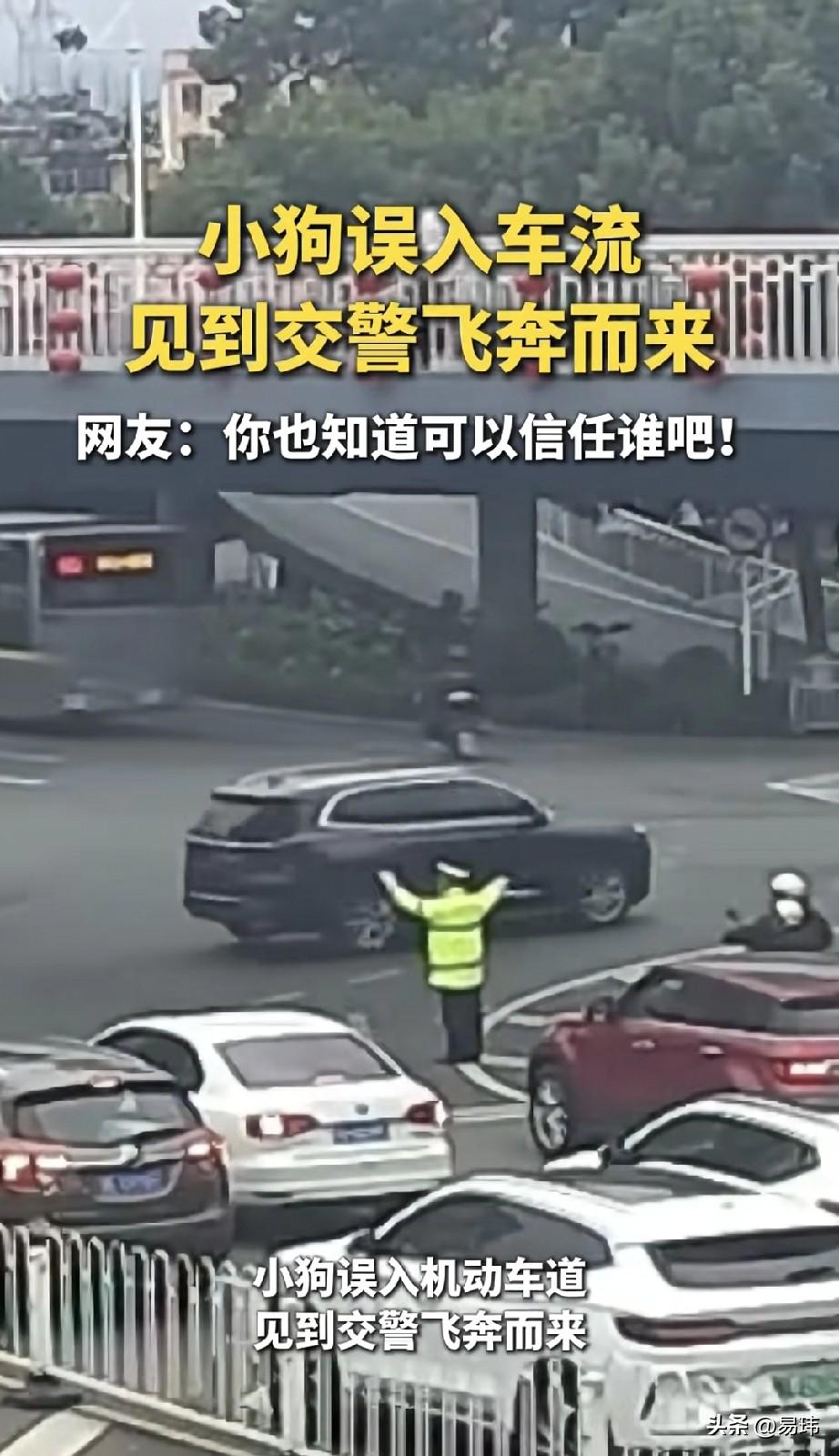 泪目了！这天一位帽子叔叔正在执勤，突然一只误入车流的流浪狗朝他飞奔而来，帽子叔叔