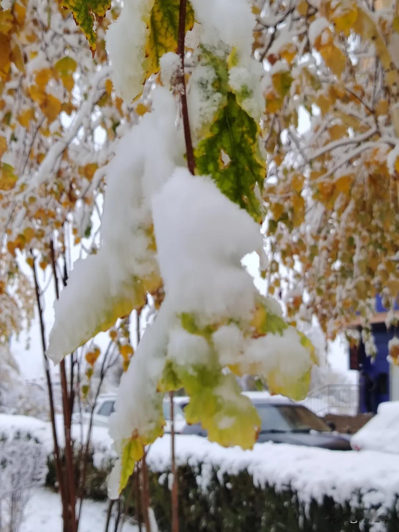 一路上
一夜初雪后
行走城市间
耀眼的雪花洒满了山河大地
空气清新
花草浪漫
河