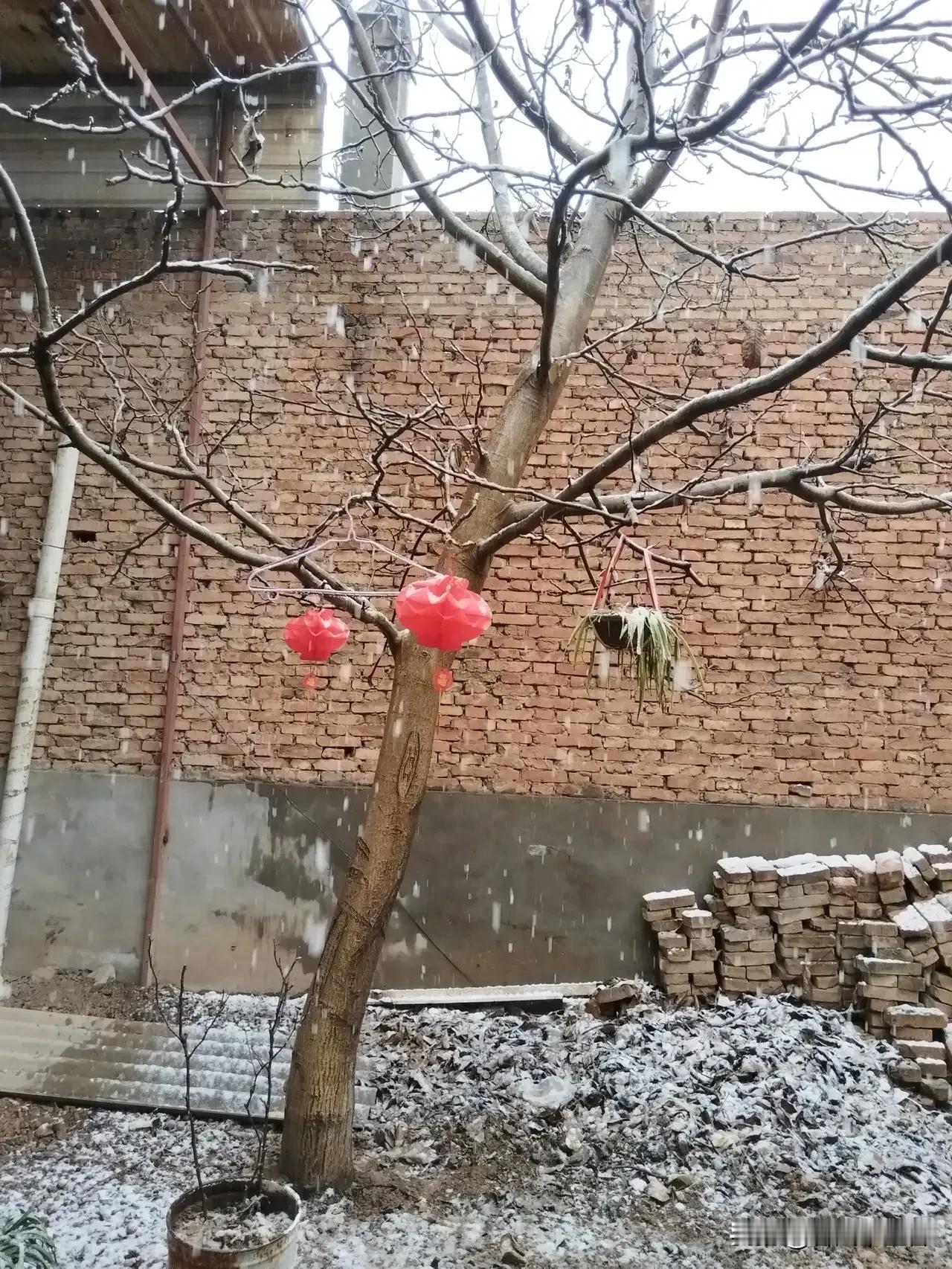 2月23日，西安这场罕见的鹅毛大雪可太让人震撼了！前一天街头还是暖意融融，最高气