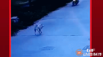 “打狗看主人”，惹不起，躲不起的，那就自认倒霉吧！

汕头村民周某坤就是一个“倒