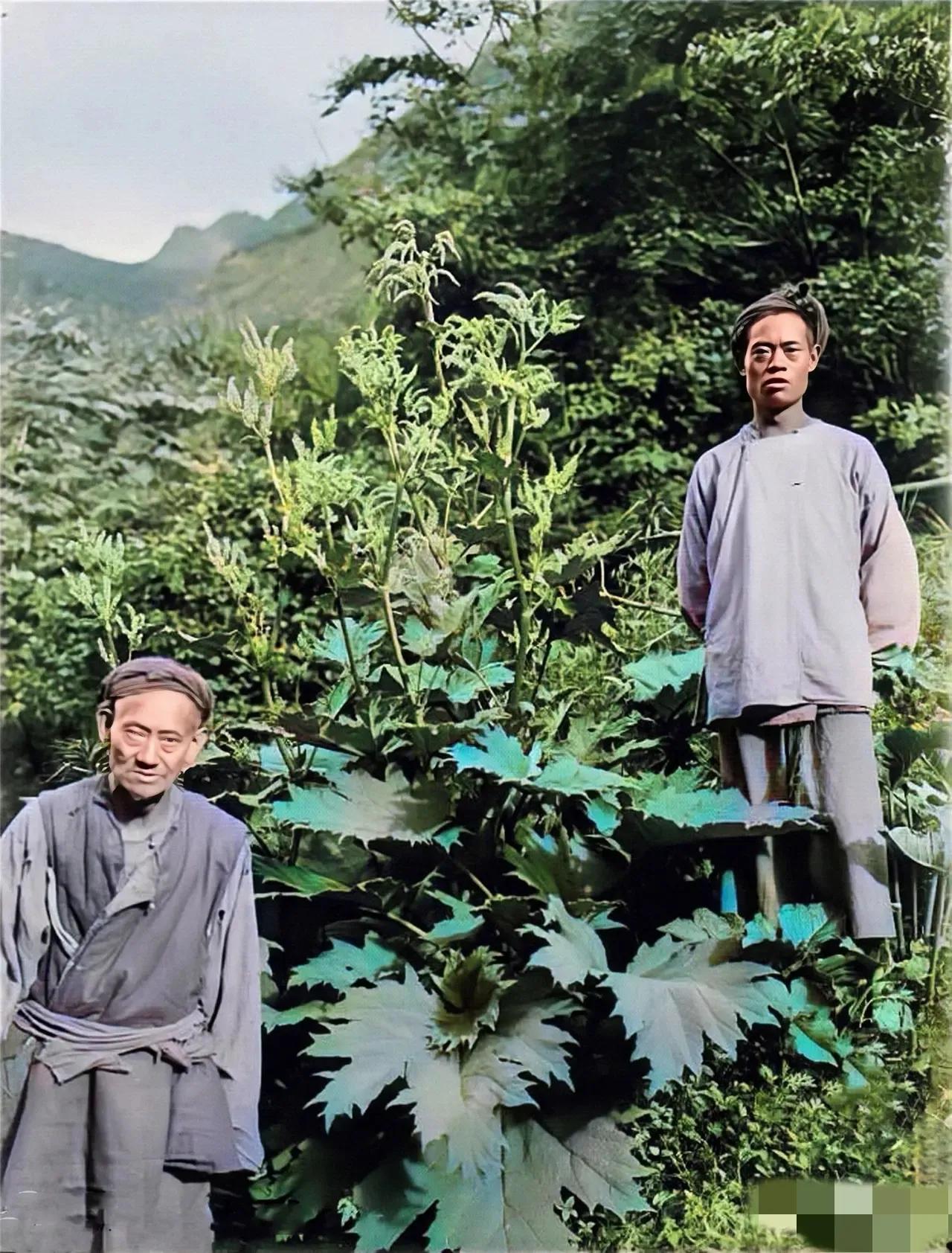 1910年，几名洋人，深入四川边远地区，寻找中药材时，留下的一张老照片，这一株野