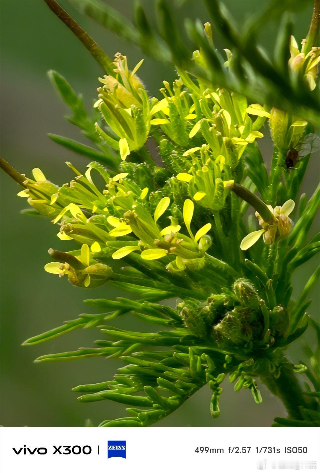 vivo 路边的小野花在葱郁间悄然绽放，vivo X300长焦镜头里，细密绒毛裹