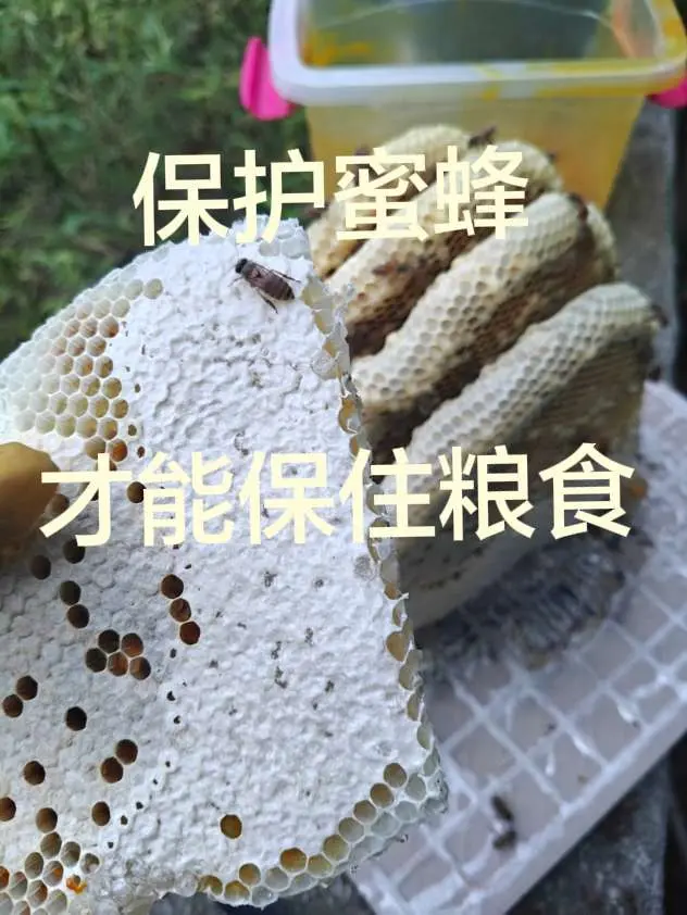 蜜蜂消失会有什么后果