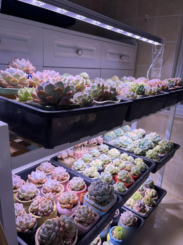 谁看了辽宁小伙的多肉不秒变“星星眼”啊！东北本来不适合养多肉，但小伙用补光灯+加