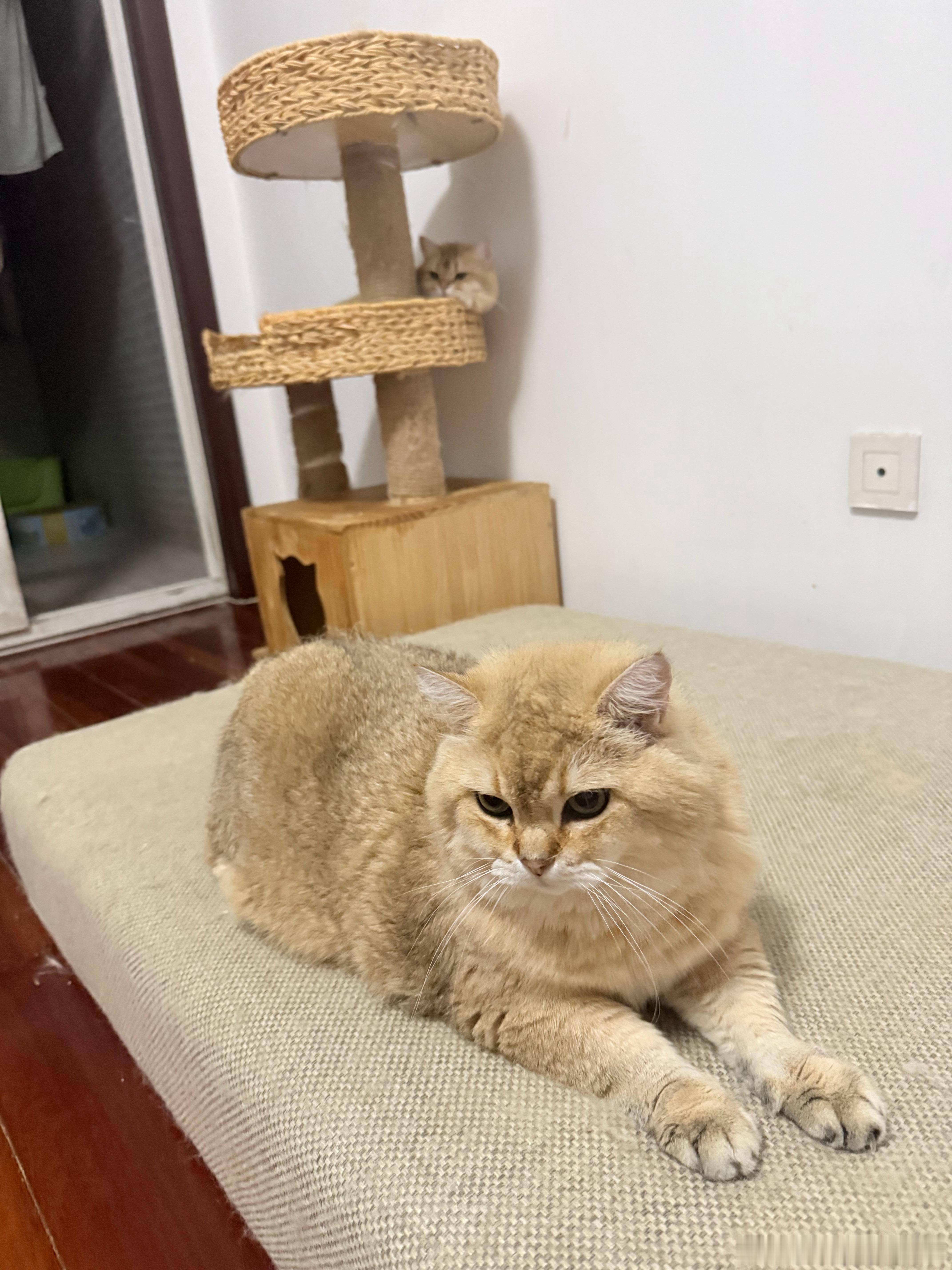 我总算发现了，鸡腿猫只爱在下雨天霸占阳台睡觉。萌宠猫咪