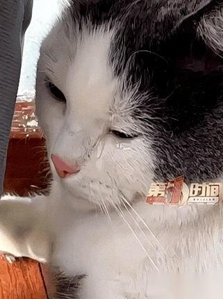 重庆一个“二手猫”的故事，让人心里堵得慌。
猫刚到新家，一声不吭。不抓沙发，不乱