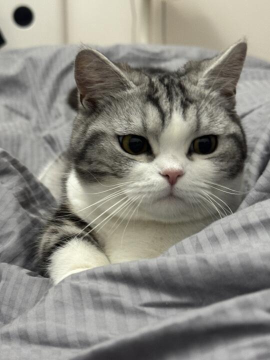 妈妈我真的困死噜