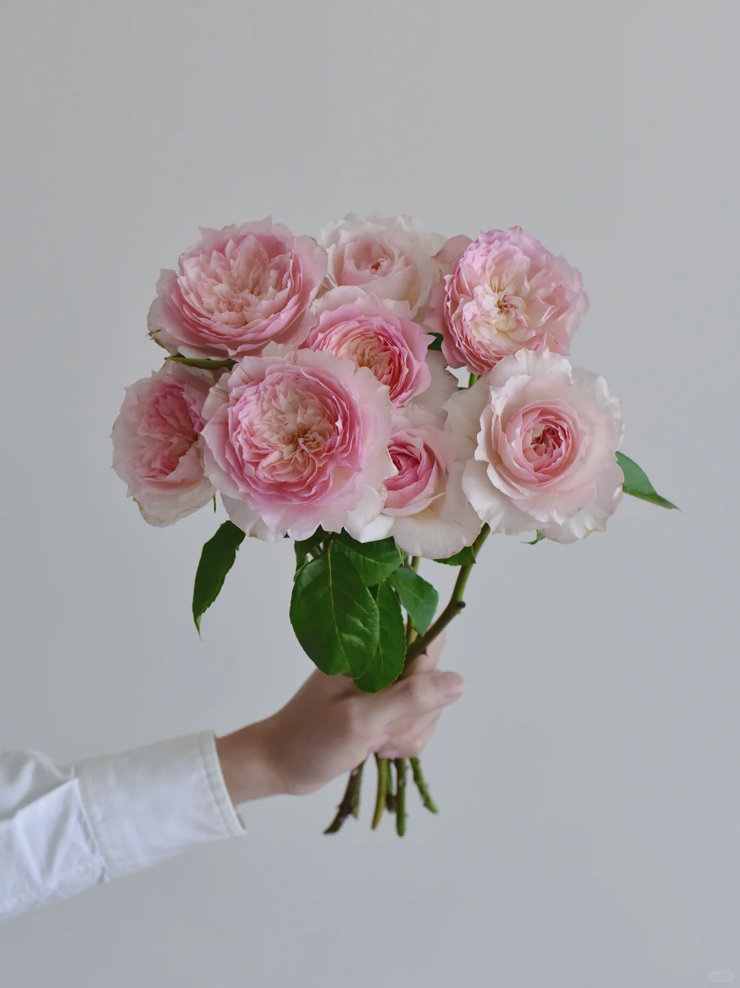 花栖玫瑰园·笑声（乐咲）