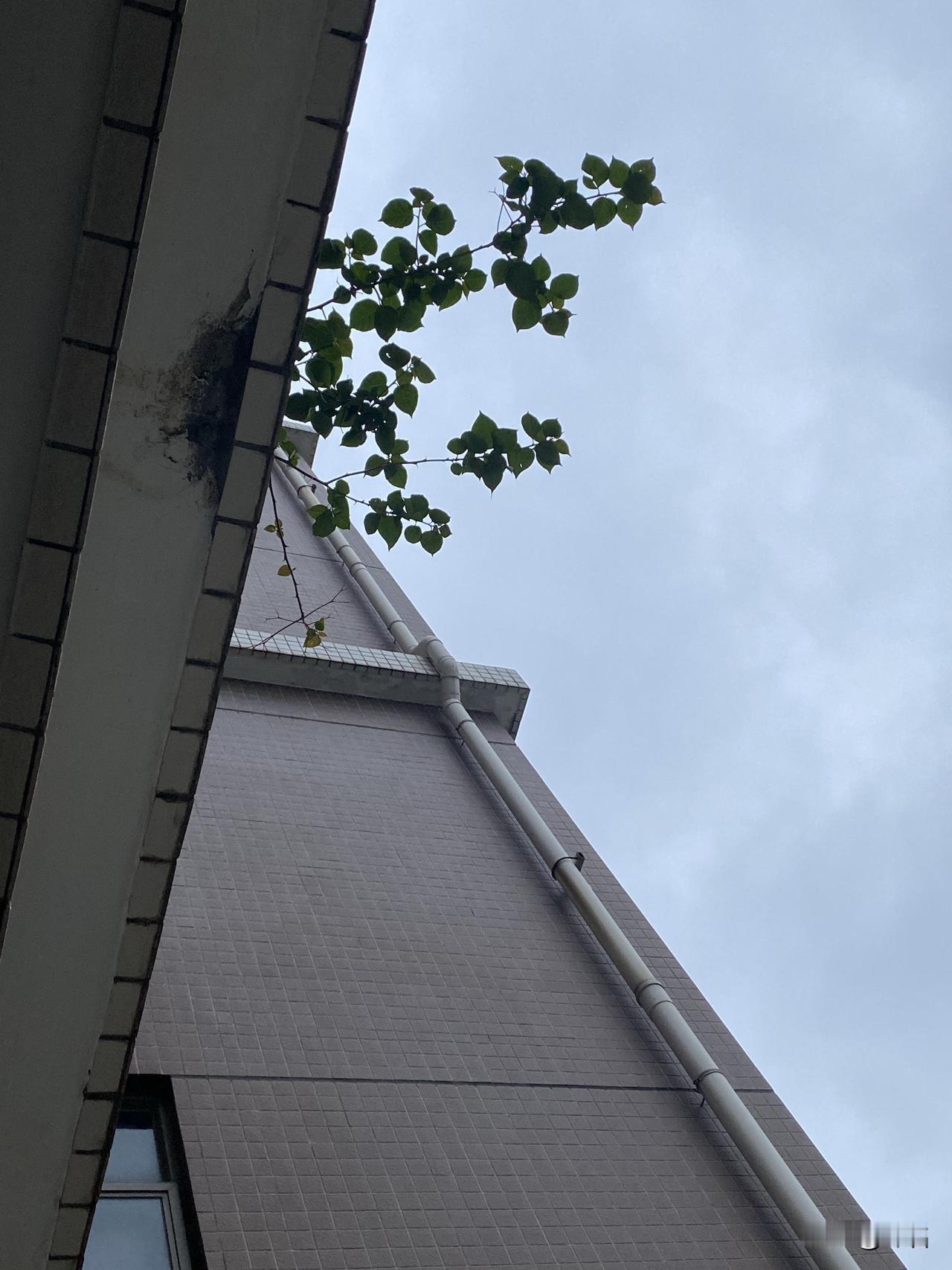 第十八天 写日记

我一直以来都不喜欢和邻居走得太近，也不喜欢和邻居成为朋友。总
