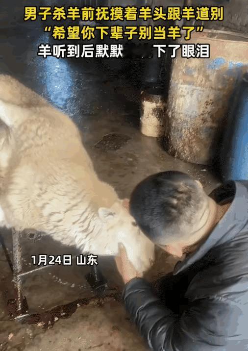 万物皆有灵！山东，男子准备把自家养的羊杀了炖汤，但他又有点不舍，摸着羊头说“希望