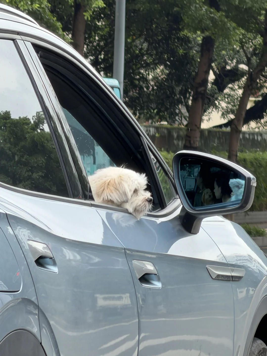 知道他为什么这么忧郁吗🐶