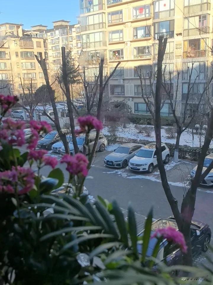 大寒日，下雪后天气格外清新。