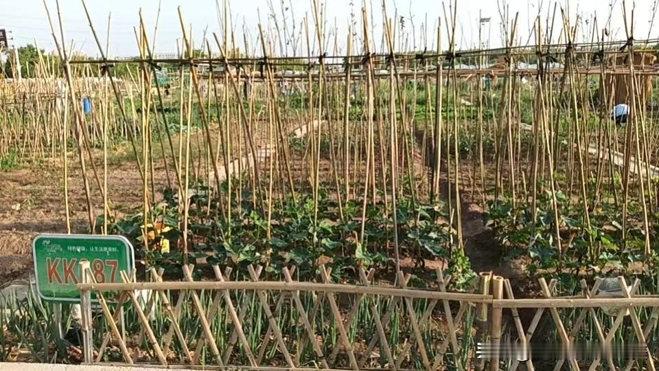 看了同事680元租的一分地确实值得羡慕，绿油油一片！不但吃的放心、而且身心得到了