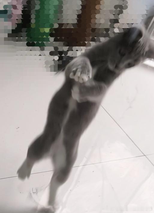 49692【丑猫】江南style 
