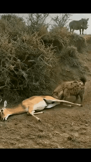一只羚羊被鬣狗偷袭得手，正准备展开饕餮盛宴，这一幕被站在坡上蓬蓬看个正着，蓬蓬虽
