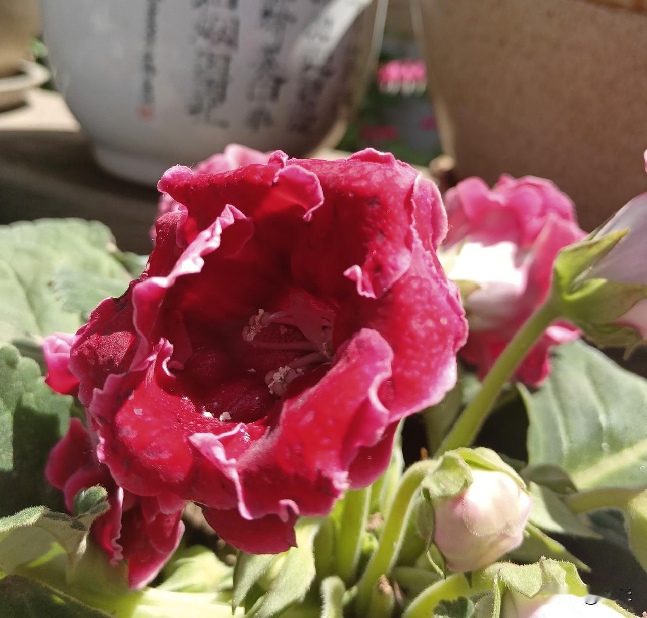 富贵芙蓉～～
在网上买了富贵芙蓉，回家栽到花盆里，真就活了，而且还开花了。
富贵
