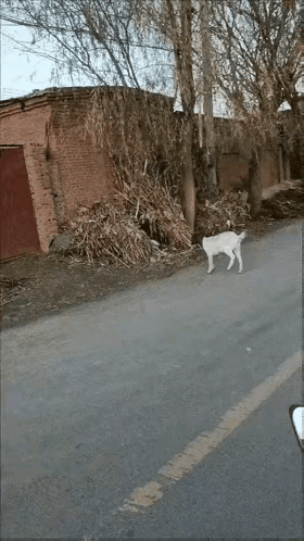 这只山羊成精了，
虽然家门口已被锁住了，
但是，山羊还会轻功夫呢？
视频中，只见
