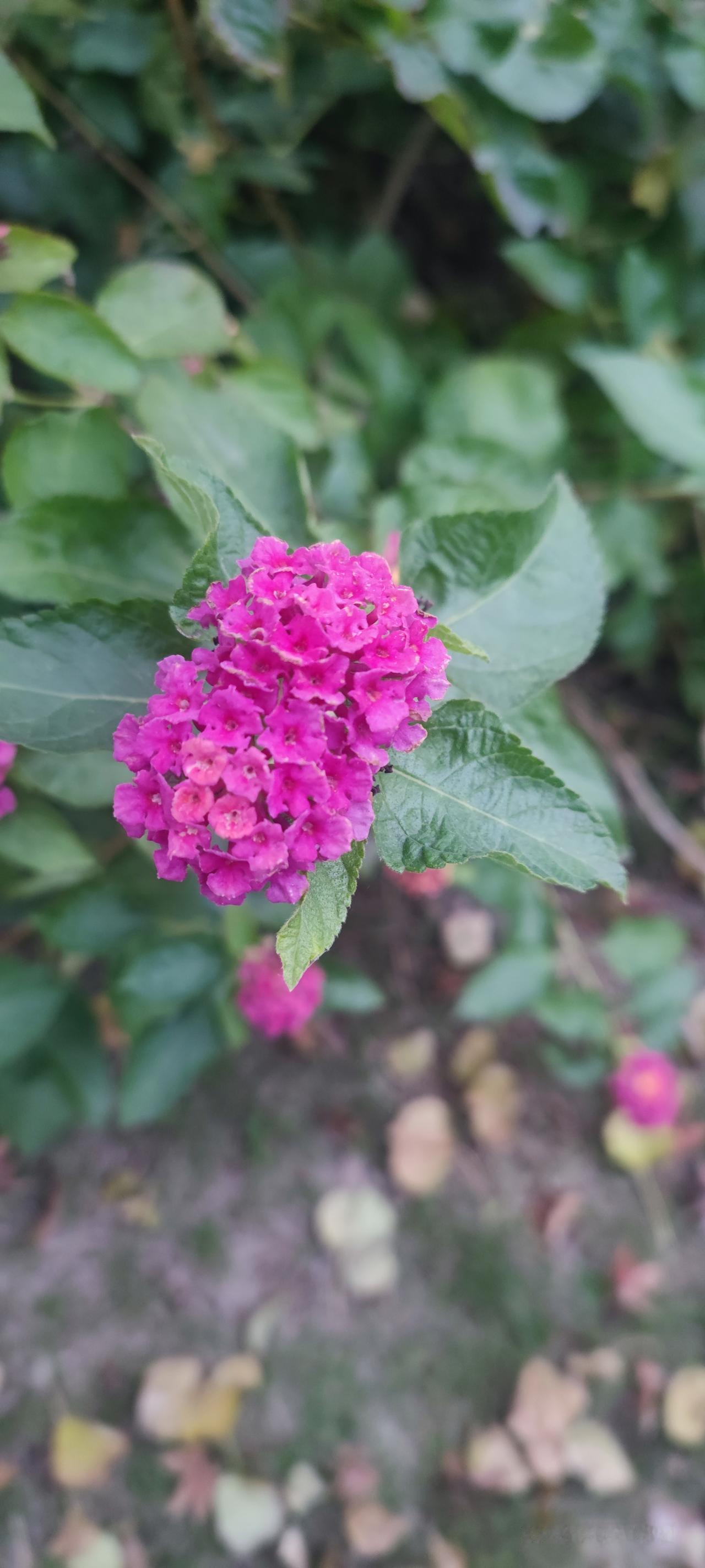 短剧成流行趋势太好理解了！现在谁不是忙得脚不沾地，哪有大把时间追长剧。短剧就像快