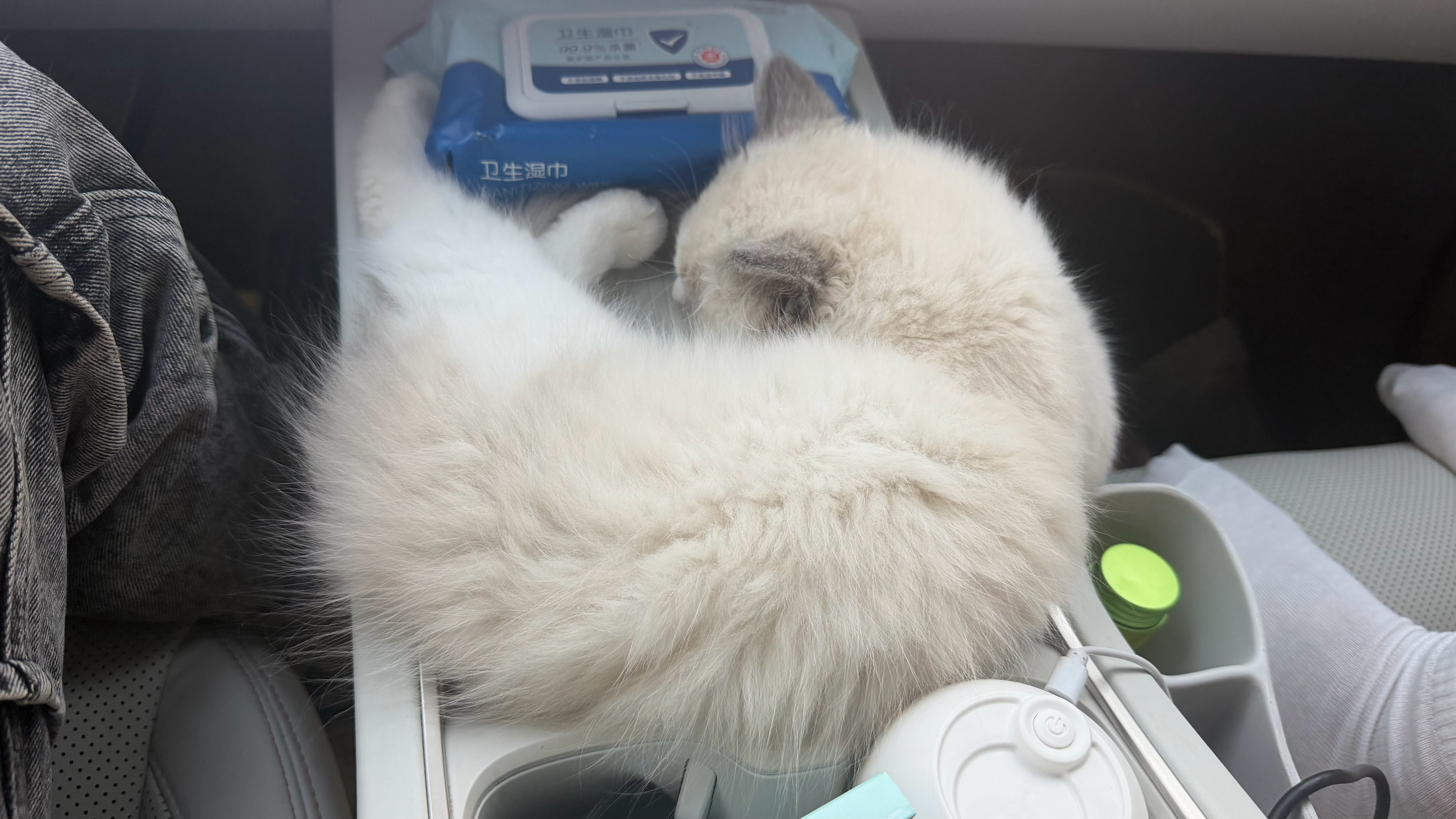 一个月小猫能长多大？出发前一个纸巾盒的位置就能睡下，现在整个中控台都要放不下了 