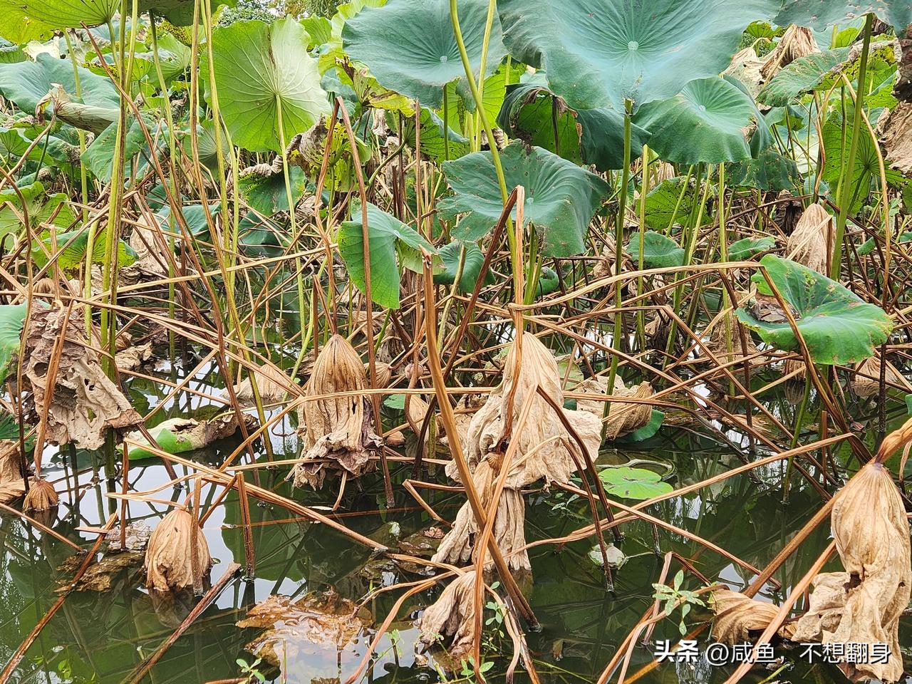看过满池繁花，再看一池残荷。
原来万物都有落幕的时候。
生活不易，如同这水中荷，